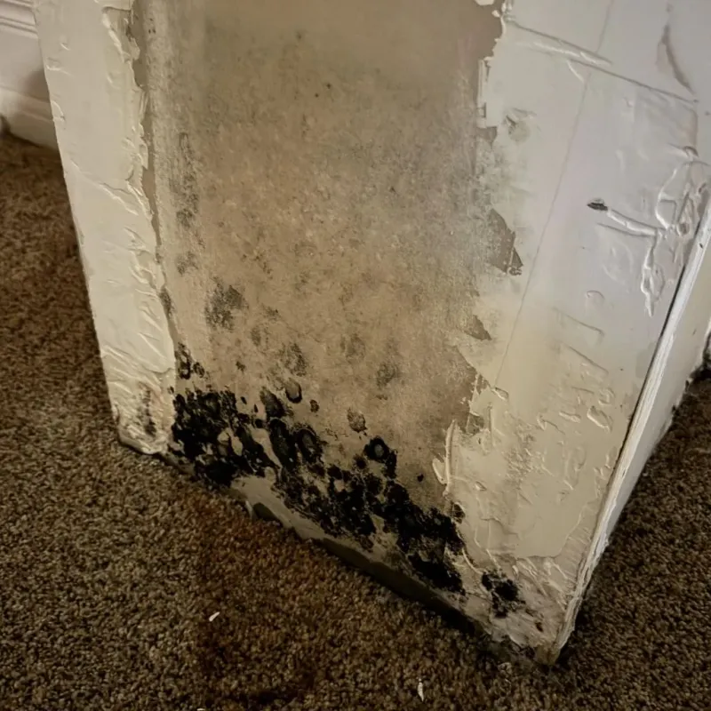 Professional Mold Removal in Sunnyvale, CA